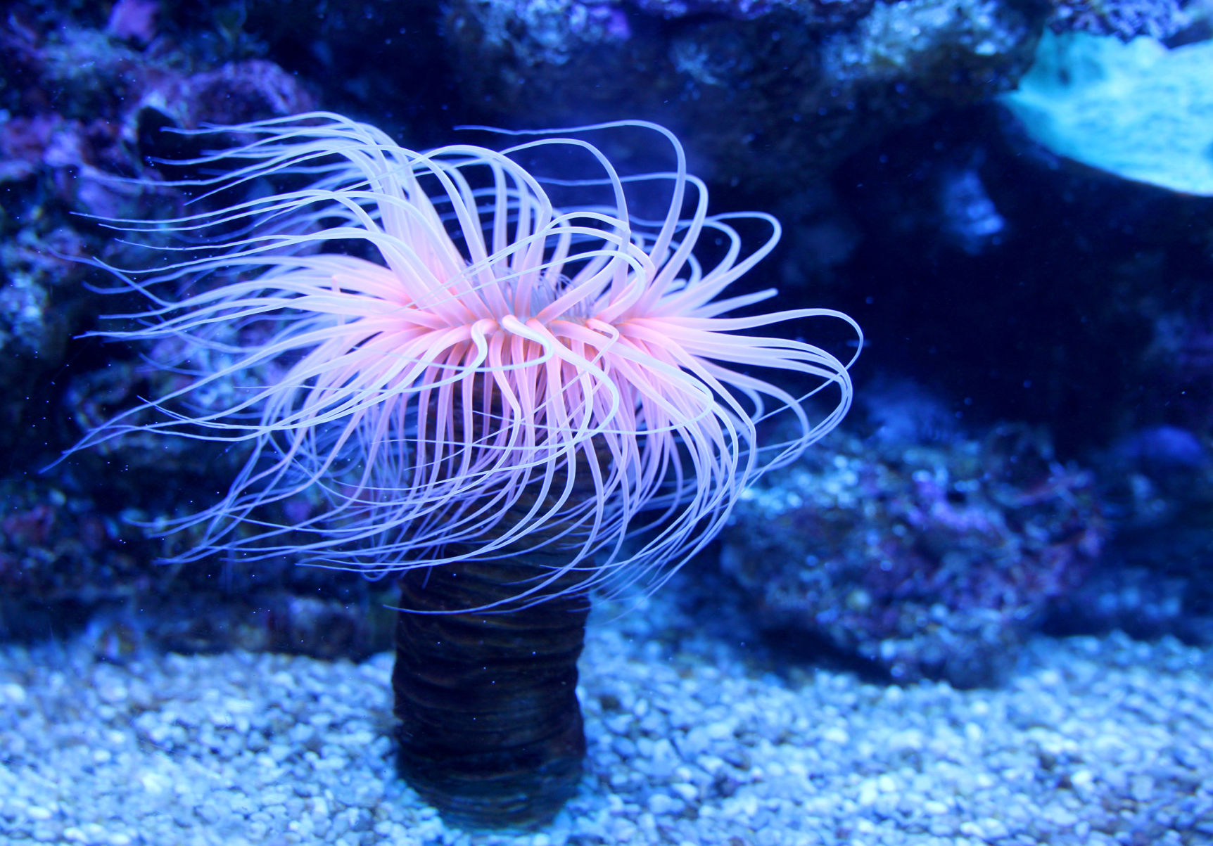 anemone-animal-anthozoa-coral-532987.jpg